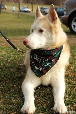 Dogs of the Seneca Siberian Husky Club