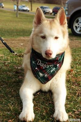 Dogs of the Seneca Siberian Husky Club