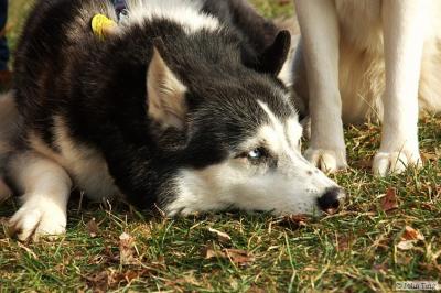 Siberian Husky