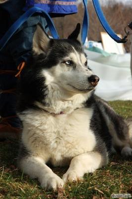 Siberian Husky