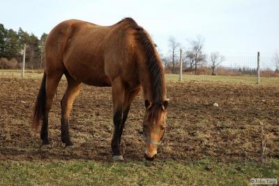 Horse at a nearby farm