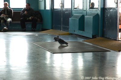 Doves everywhere, even on the ferry.