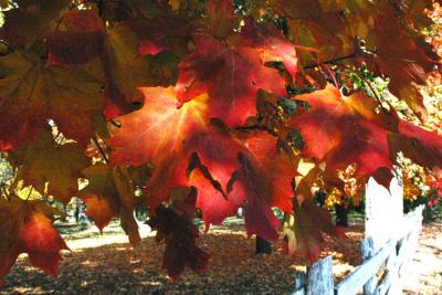 Fall Colors in Long Grove, IL
