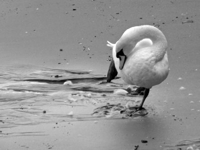 Thames swan