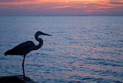 Heron at dawn