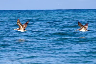 Panned pelicans