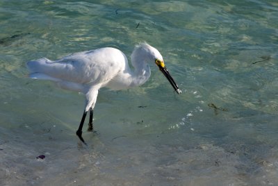 Snowy egret shaking his fish