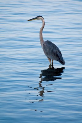 Great blue heron