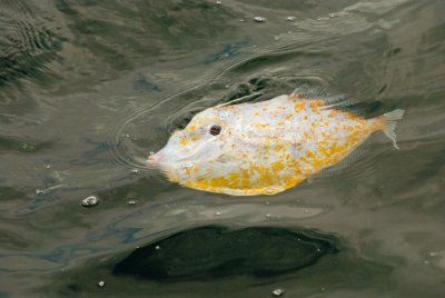 'Tile fish'