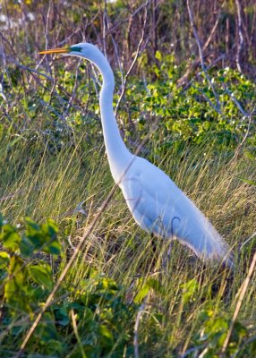 The great egret has green eye liner!
