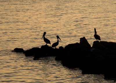 Pelican silhouettes