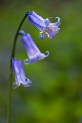 Norsey Wood Bluebells - May 10