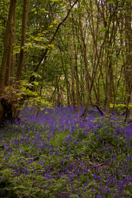 Norsey Wood Bluebells - May 10