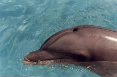 dolphin