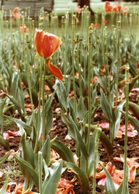 last tulip