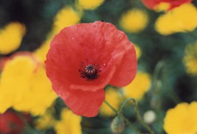 norfolk poppy