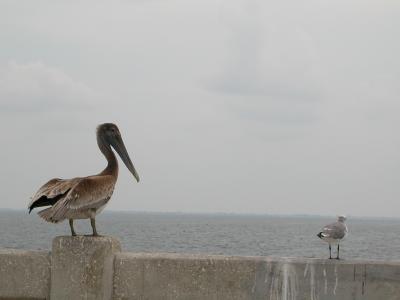 pelican chat!