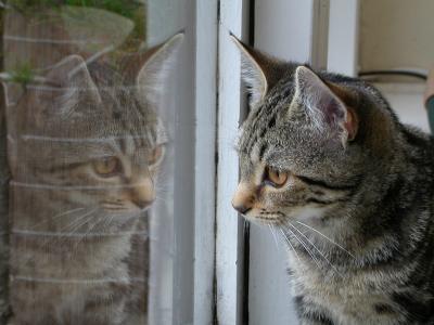 Roxy reflection