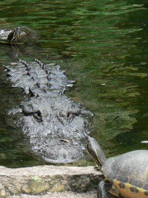 Busch Gardens