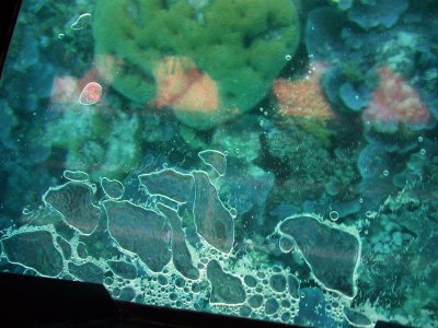 Great Barrier Reef 6