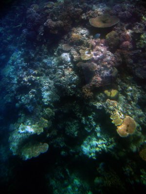 Great Barrier Reef 14