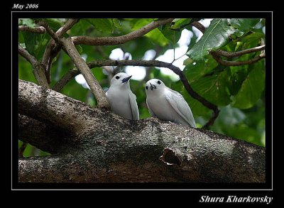 Fairy Tern birds  (Cousin Island)