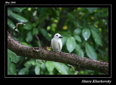 Fairy Tern or White Tern bird  (Cousin Island)