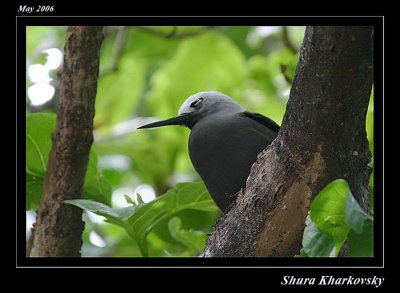 Lesser Noddy  bird (Cousin Island)