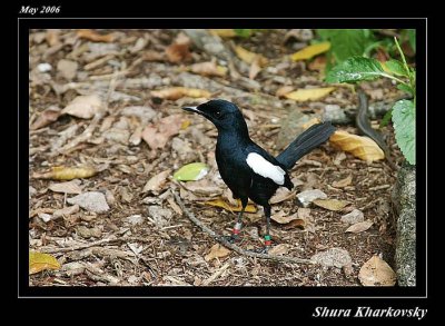 Seychelles Magpie Robin bird (Cousin's Island)