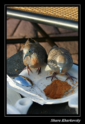 Barred Ground Dove or Zebra Dove  (Praslin Ilend)