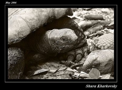 Aldabra Tortoise Curieuse Island)