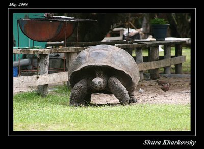 Aldabra Tortoise (Curieuse Island)