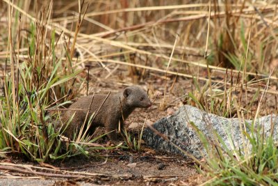 Mongoose