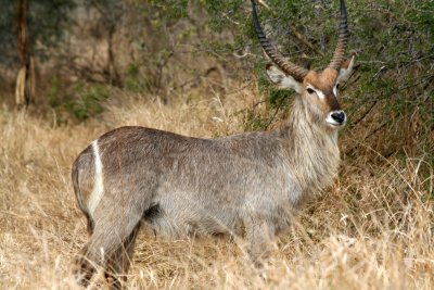 Waterbuck