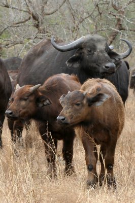 Water Buffalo