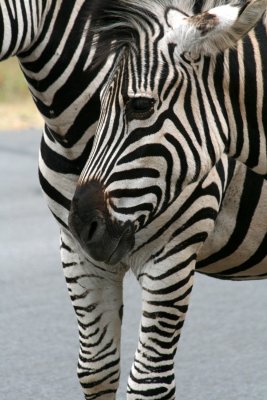 Zebra