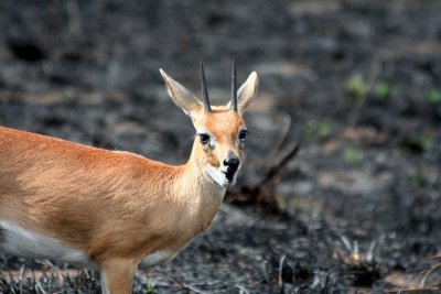 waterbuck