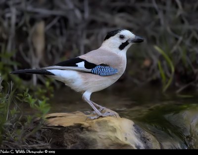 EurasianBlueJay.jpg