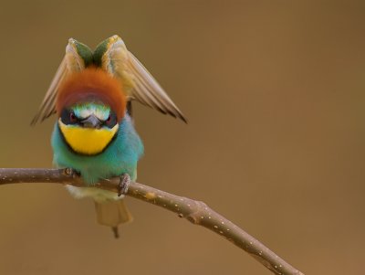 2092 Bee-Eater2 W.jpg