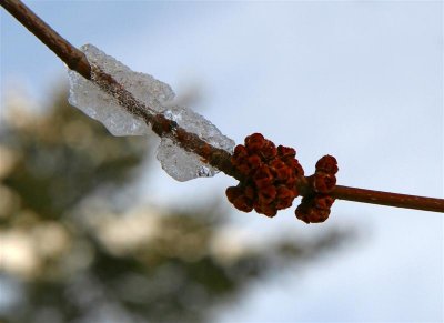 Spring buds & Ice