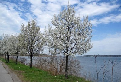 A Spring Walk 