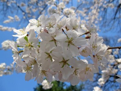 Spring Flowering Trees