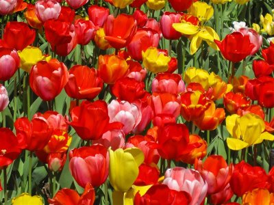 2010 Tulips