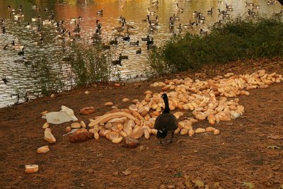 Old Bread Galore