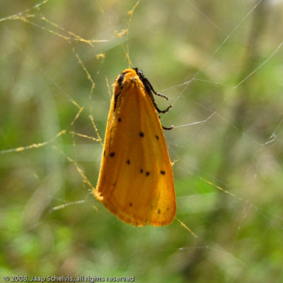 10509 Tijgerbeertje - Dew Moth - Setina irrorella