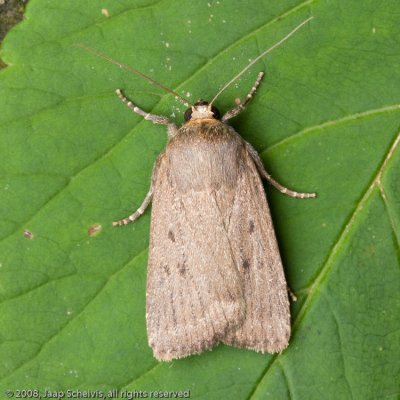 09311 Boksbaardvlinder - Mouse Moth - Amphypira tragopoginis