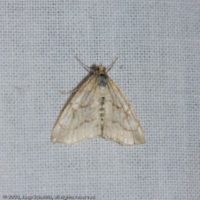 6501 Bonte Valkmot - Evergestis pallidata