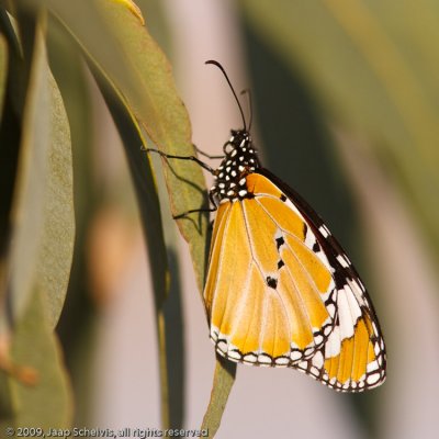 Plain Tiger