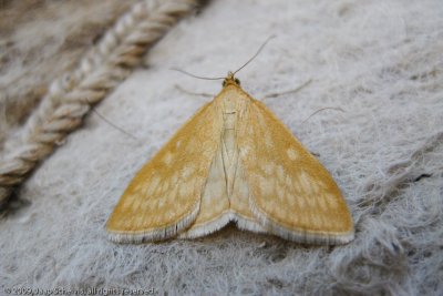 6624 Fijne Golfbandmot - Sitochroa verticalis