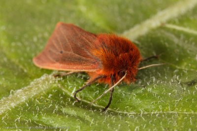 10550 Kleine Beer - Ruby Tiger - Phragmatobia fuliginosa